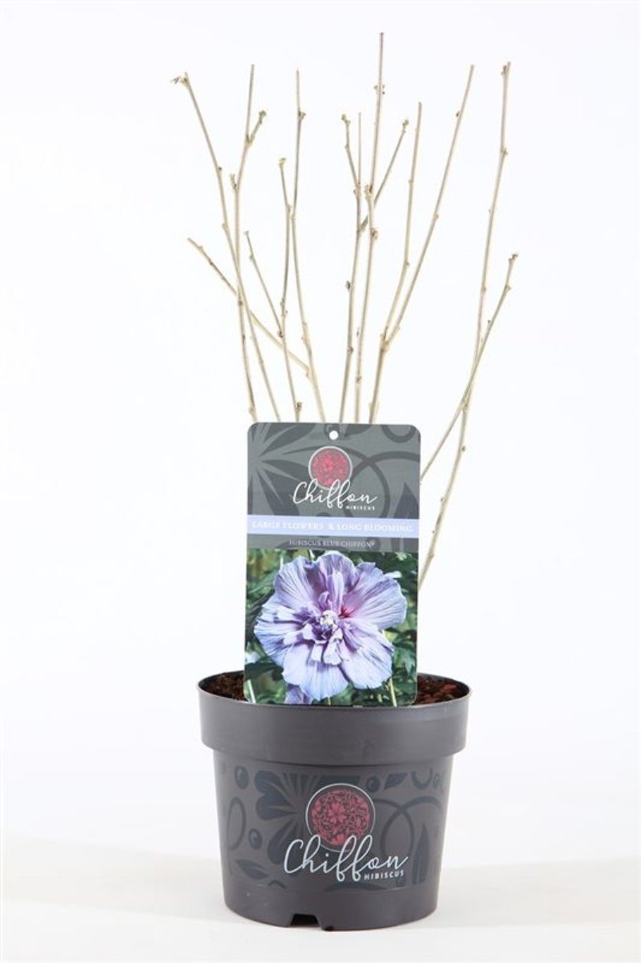 Hibiscus syr. 'Blue Chiffon' - C3